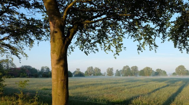Dauwtrappen (donderdag 21 mei 2020)